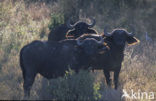 Cape buffalo (Syncerus caffer)
