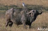 Cape buffalo (Syncerus caffer)