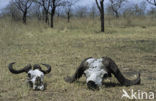 Cape buffalo (Syncerus caffer)