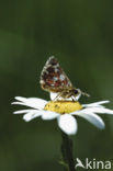 Red Underwing Skipper (Spialia sertorius)