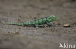 Chameleon (Chamaeleo)