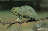 Chameleon (Chamaeleo)