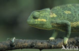Chameleon (Chamaeleo)