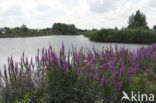 Loosestrife (Lythrum spec.)