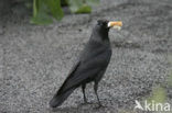 Eurasian Jackdaw (Corvus monedula)