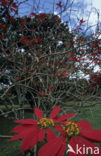 Kerstster (Euphorbia pulcherrima)