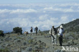 Kilimanjaro