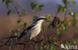 Great Grey Shrike (Lanius excubitor)