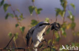 Great Grey Shrike (Lanius excubitor)