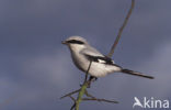 Great Grey Shrike (Lanius excubitor)