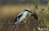 Great Grey Shrike (Lanius excubitor)