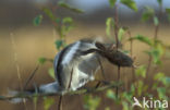 Klapekster (Lanius excubitor) 