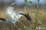 Great Grey Shrike (Lanius excubitor)