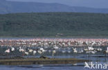 Lesser Flamingo (Phoeniconaias minor) 