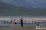 Lesser Flamingo (Phoeniconaias minor) 