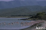 Kleine Flamingo (Phoeniconaias minor) 