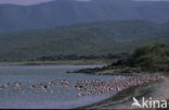 Lesser Flamingo (Phoeniconaias minor) 