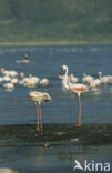 Lesser Flamingo (Phoeniconaias minor) 