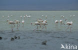 Lesser Flamingo (Phoeniconaias minor) 
