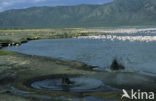 Lesser Flamingo (Phoeniconaias minor) 