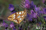 Kleine parelmoervlinder (Issoria lathonia) 