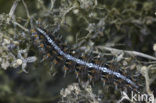 Kleine parelmoervlinder (Issoria lathonia) 