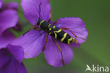 Wasp beetle (Clytus arietis)