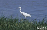 Kleine Zilverreiger (Egretta garzetta) 