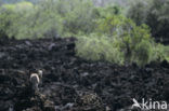 Klipspringer (Oreotragus oreotragus)