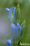 Klokjesgentiaan (Gentiana pneumonanthe) 