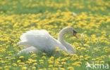 Knobbelzwaan (Cygnus olor)