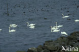 Mute Swan (Cygnus olor)
