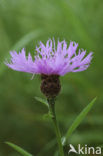 Knoopkruid (Centaurea jacea)