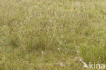 Bog-rush (Schoenus nigricans)