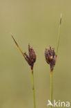 Bog-rush (Schoenus nigricans)