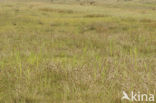 Bog-rush (Schoenus nigricans)