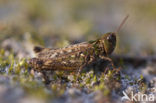 Mottled Grasshopper (Myrmeleotettix maculatus)