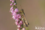 Mottled Grasshopper (Myrmeleotettix maculatus)
