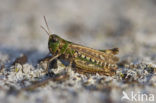 Mottled Grasshopper (Myrmeleotettix maculatus)