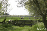 Cow (Bos domesticus)