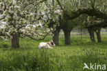 Cow (Bos domesticus)