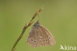 Koevinkje (Aphantopus hyperantus)