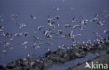 Black-headed Gull (Larus ridibundus)