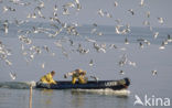 Black-headed Gull (Larus ridibundus)