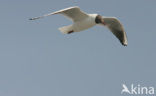 Black-headed Gull (Larus ridibundus)