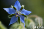 Borage (Borago officinalis)