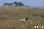 Coke’s hartebeest (Alcelaphus buselaphus cokii)