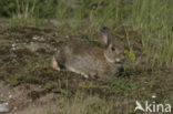 Konijn (Oryctolagus cuniculus) 