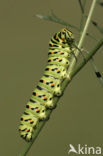 Koninginnepage (Papilio machaon) 