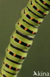 Koninginnepage (Papilio machaon) 